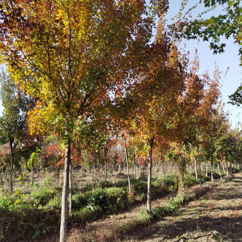 苗圃 大五角枫地产 小区工程绿化行道树 五角枫树杆挺 直形态优美