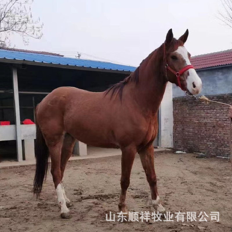 蒙古马3岁骟马多少钱 活体温血马价格 浙江哪里卖德保矮马马驹