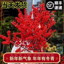 北美冬青红果鲜花切枝鲜切花水培水养绿植室内年宵花真花鲜枝银柳