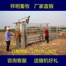 牛打针固定架修蹄舔砖架子兽用牛场配种牛羊羊场养牛牧牛吊架畜牧