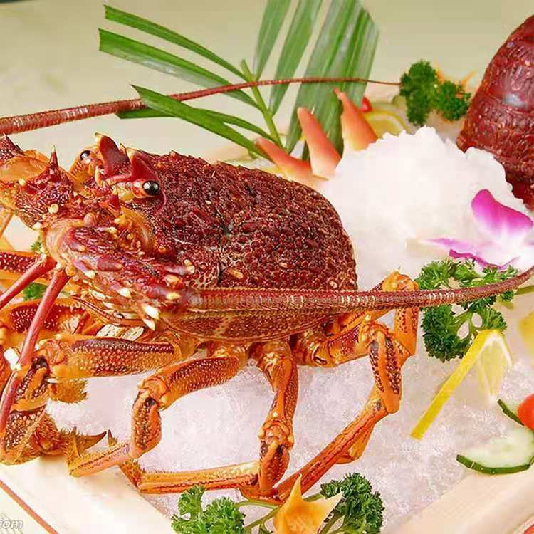 澳洲红龙速冻大花龙青龙澳洲大龙虾550g-5000g一只规格