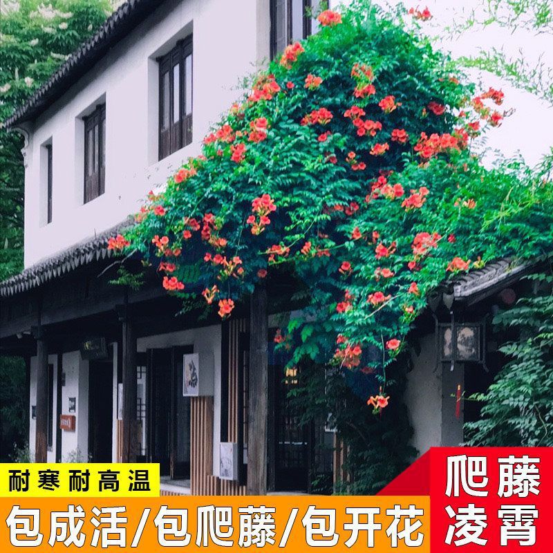 爬藤凌霄花苗盆栽攀爬炮仗树桩庭院阳台四季种植耐寒花卉浓香植物