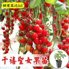 台湾千禧樱桃番茄种子小型西红柿农友圣女果水果种子四季千禧苗孑