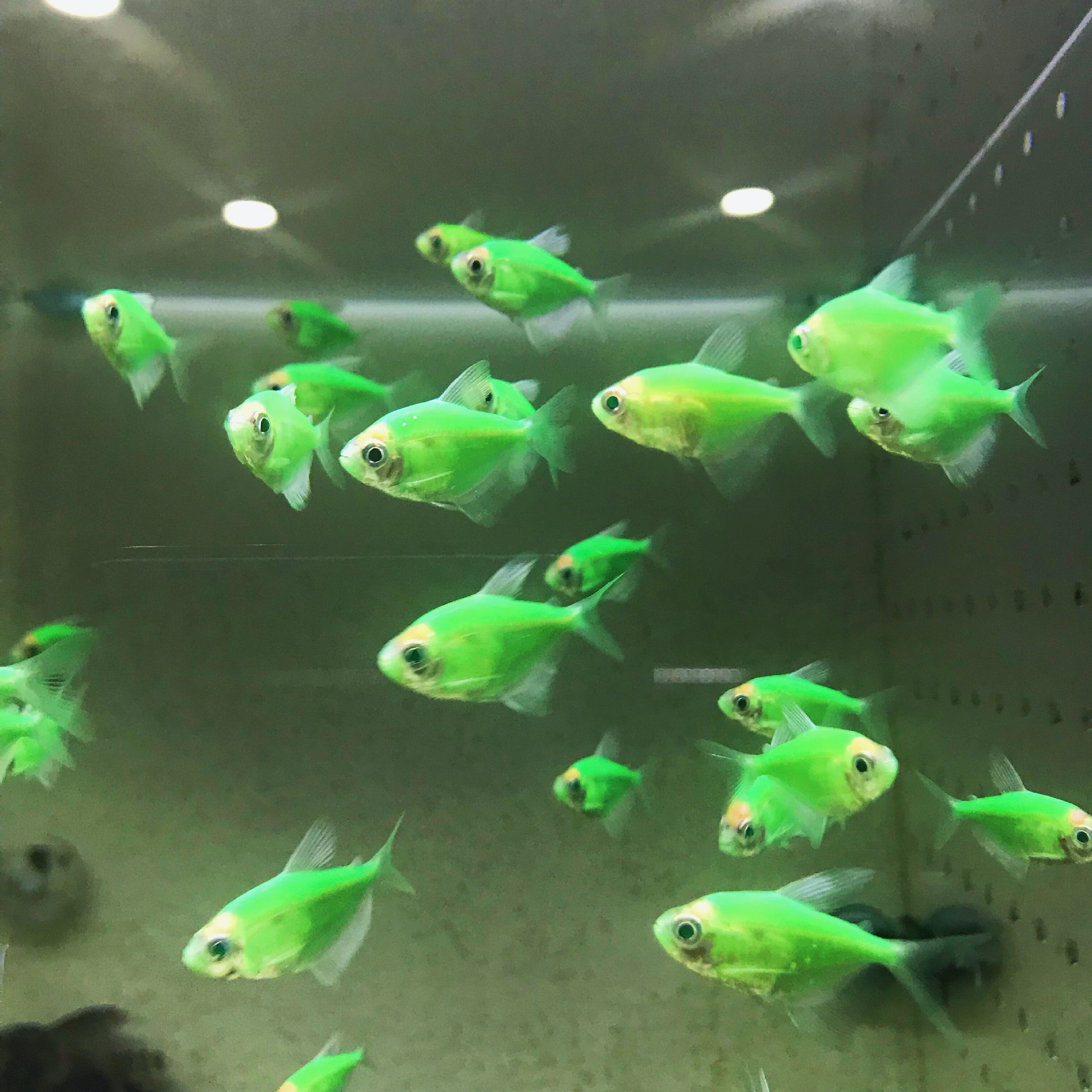 翡翠天使鱼活体 热带观赏鱼天使鱼草缸 渔场直销翡翠天使鱼批发