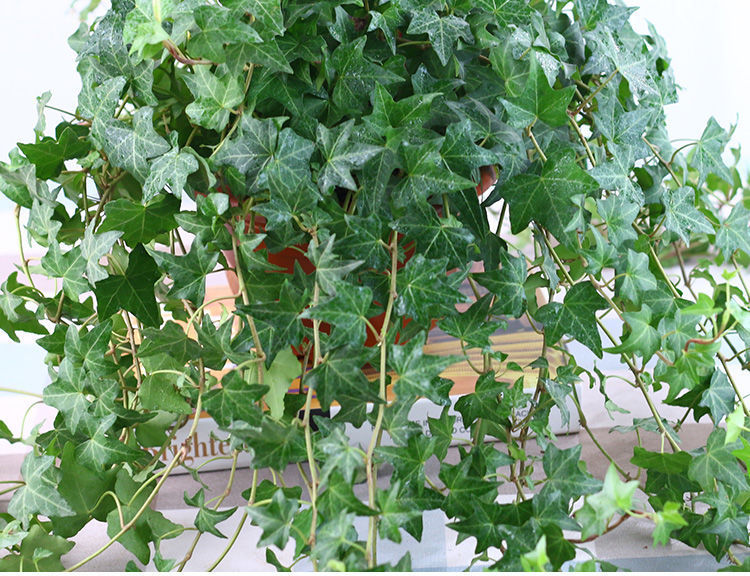 常春藤盆栽室内净化空气四季常青藤蔓植物好养易活吊兰绿植