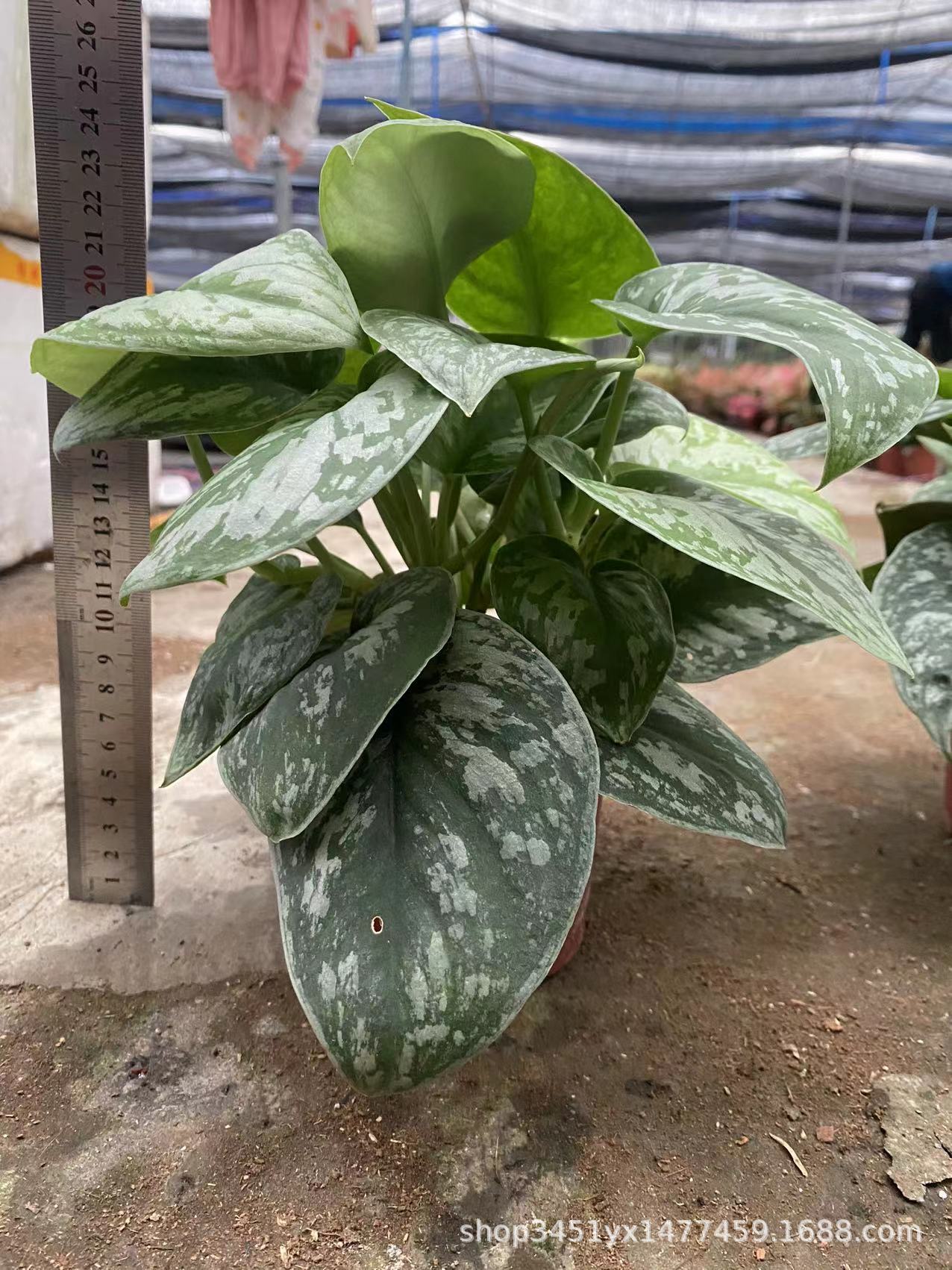 大叶小叶银斑葛花叶绿萝长藤垂吊盆栽水培好养室内银斑葛观叶绿植