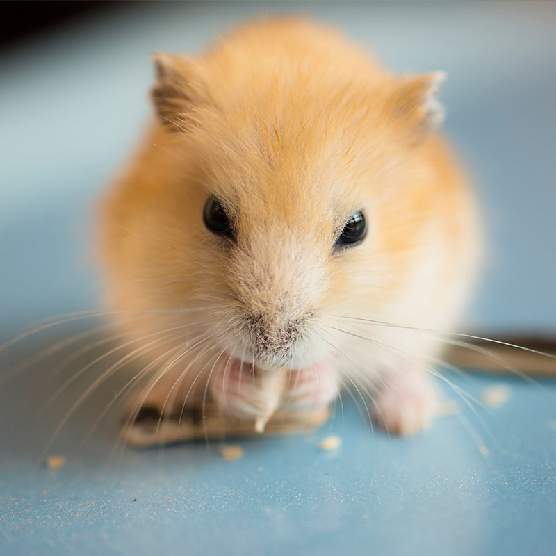 金丝熊宝宝活体小仓鼠活物已打疫苗布丁银狐奶茶迷你可爱宠物仓鼠