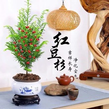 一件代发正宗南方红豆杉树苗盆栽四季常青植物公母盆景室内净化空