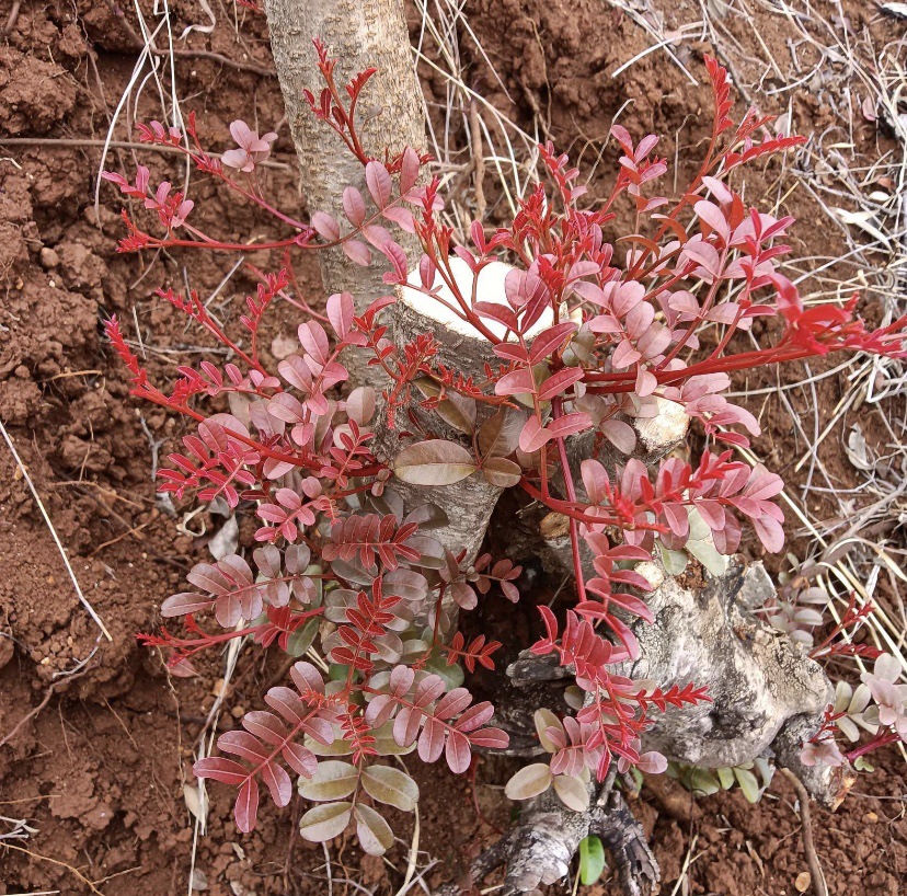 云南正宗红芽清香木清香木老桩盆景盆栽四季常绿植物驱蚊虫植物