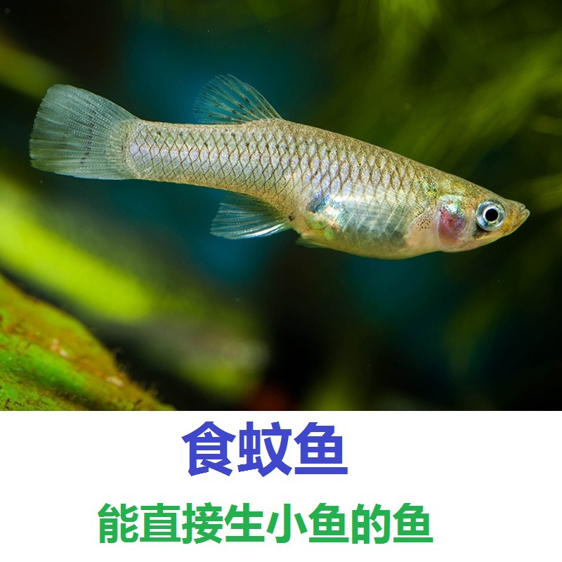 静风听海水族鱼缸捕蟹盒钢毛虫小鱼诱捕盒抓螃蟹海缸捕蟹工具1062