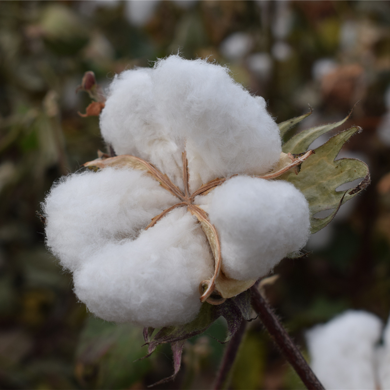 有机棉花有机棉纱线有机棉毛巾有机棉面料有机棉针织布