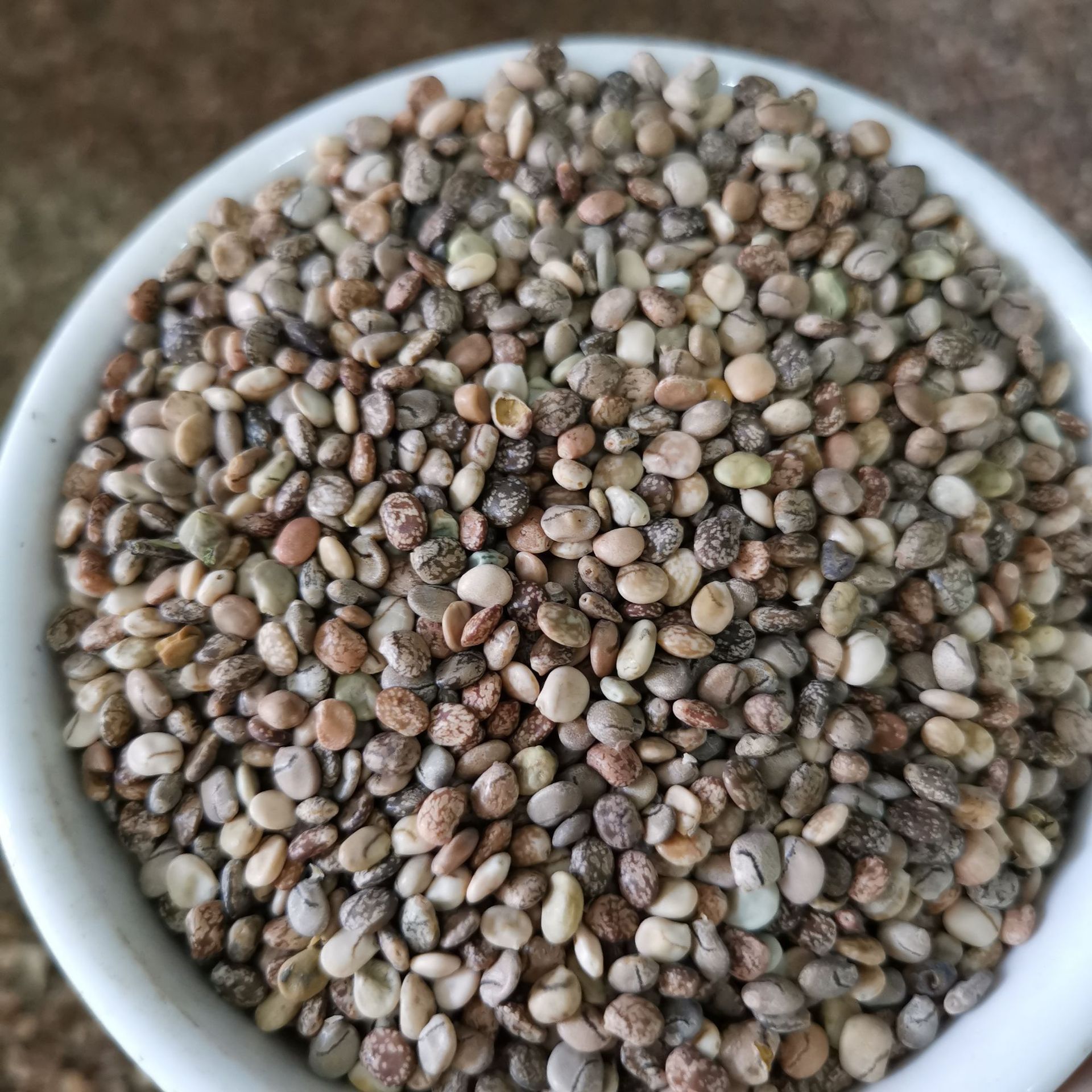 鲁冰花种子 羽扇豆种子 混色多年生花卉盆栽种子花海草花货到付款