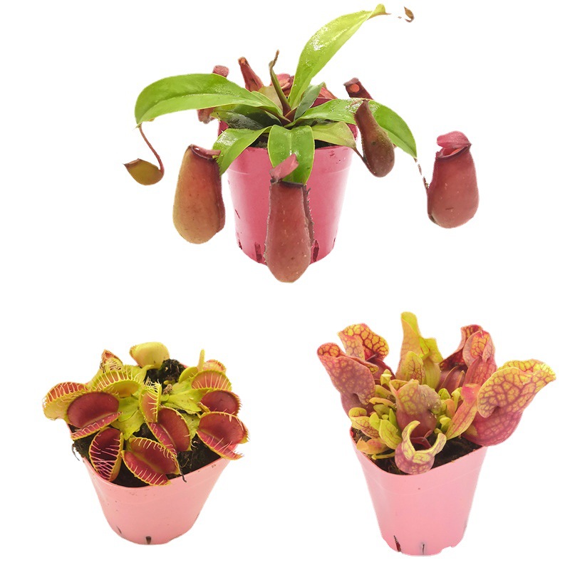 菲朗食虫植物 四大名捕新奇特捕蝇草瓶子草猪笼草茅膏菜新手易养