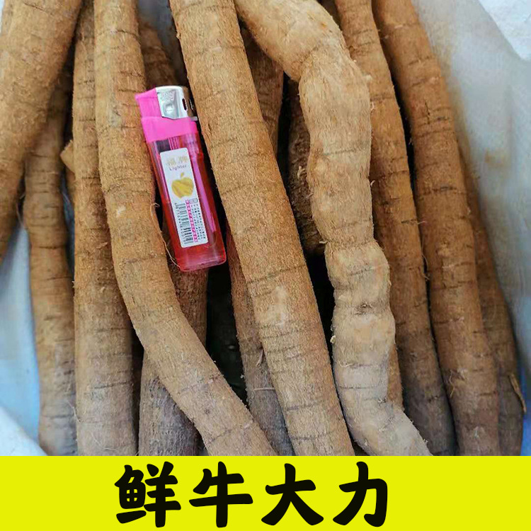 批发 新鲜牛大力 产地供应牛大力根 营养煲汤料