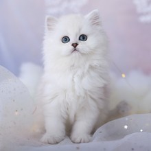 巨萌纯白蓝色眼睛矮脚妹妹曼康基曼赤肯短腿猫矮脚