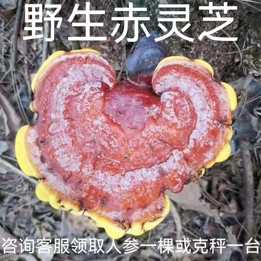 甄好货神农架野生赤灵芝整枝天然深山林芝自采干芝菌可切片打
