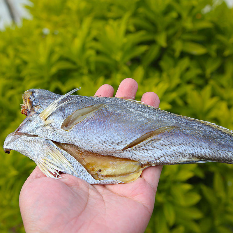 苍南鱼干温州特产渔民自晒咸晒海鱼干鮸黑鮸鱼海鲜水产干货500g