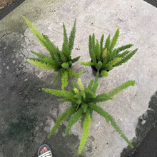 狐尾天门冬盆栽植物庭院花园柜台绿植除甲醛观叶花镜花苗室内绿植