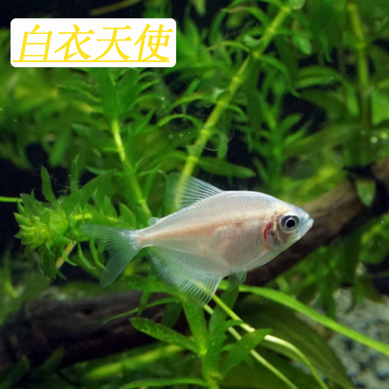 白天使鱼批发包活体热带鱼淡水观赏鱼鲜艳小型宠物鱼