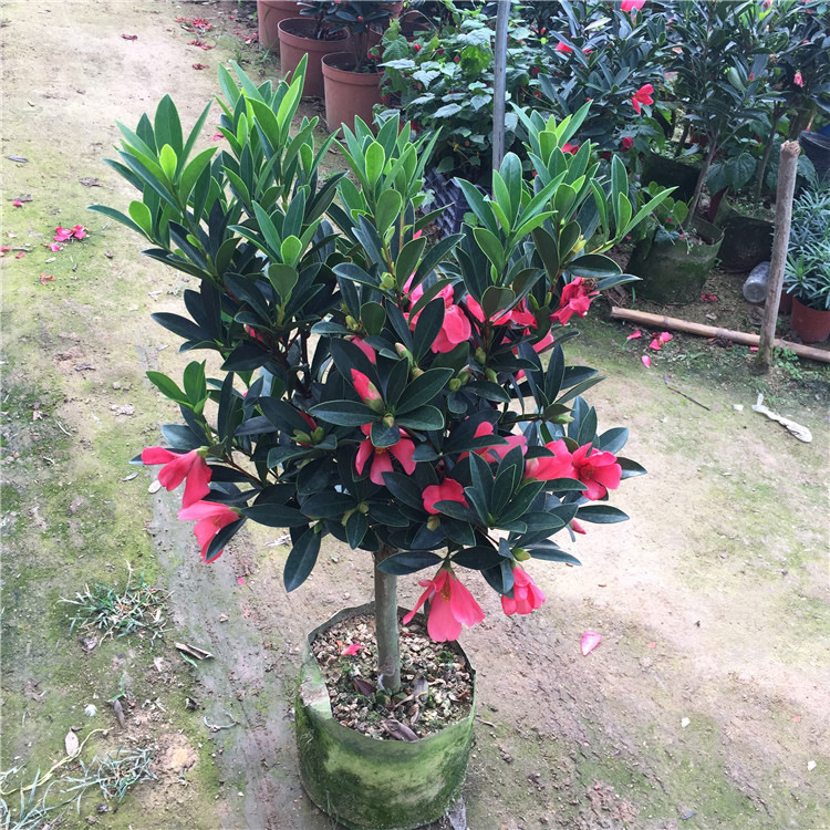 杜鹃红山茶花盆栽四季开花耐寒好养适合阳台客厅办公室内庭院种植