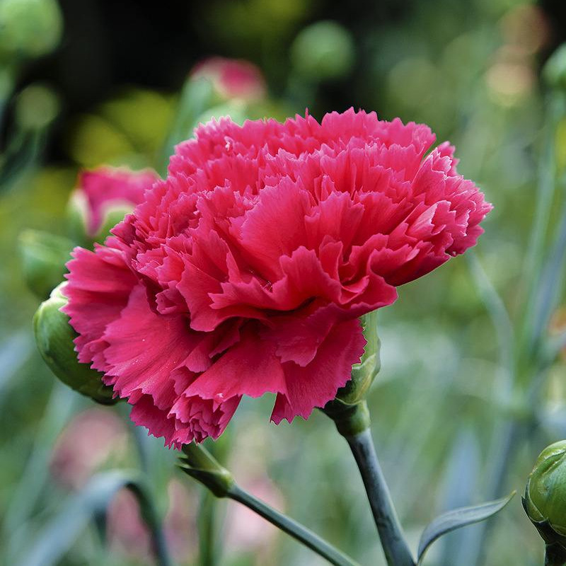 康乃馨小苗10棵四季开花不断室内室外易种活盆栽花母亲节高杆石竹