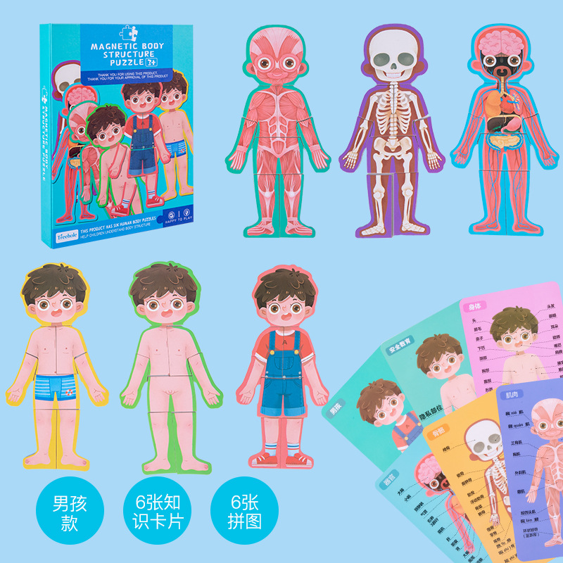45幼儿园儿童身体结构认知科教玩具