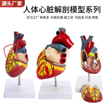 心脏解剖模型自然大教学仪器1:1人体心脏解剖B超彩超声医学模型