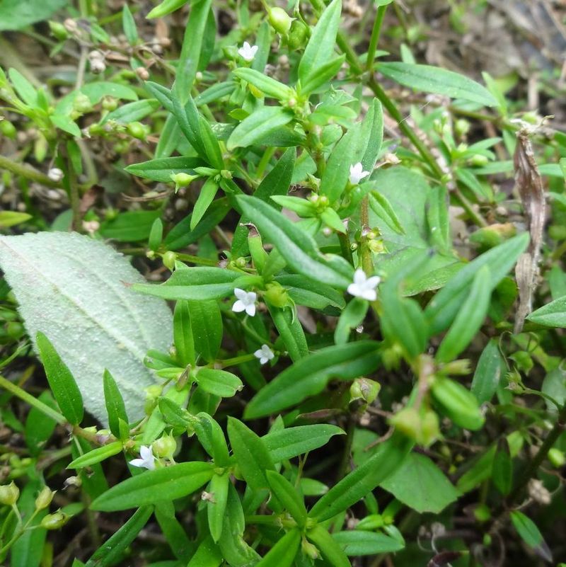 白花蛇舌草种子百花蛇痢草龙舌草羊须草半枝莲种苗野生中草药材籽