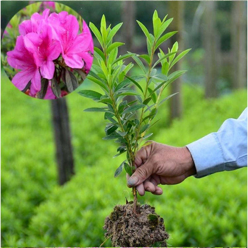 毛杜鹃夏娟毛鹃花苗茶梅苗毛娟映山红小苗花庭院花坛开花植物树苗