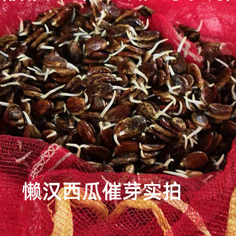 巨型西瓜种子高产特大懒汉西瓜种籽无籽甜王孑超甜南方春季西瓜籽
