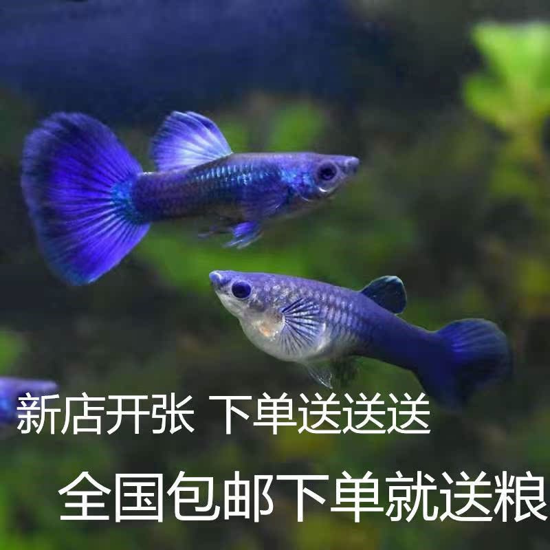 孔雀鱼凤尾鱼纯种大尾巴小型热带观赏鱼胎生鱼产子狂魔冰蓝蓝礼服