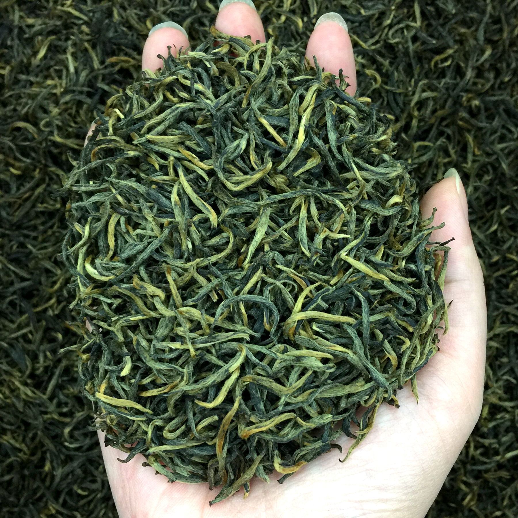 艾达福 梅占金骏眉 瓜子金芽浓花果香2021年桐木关红茶散装小泡袋