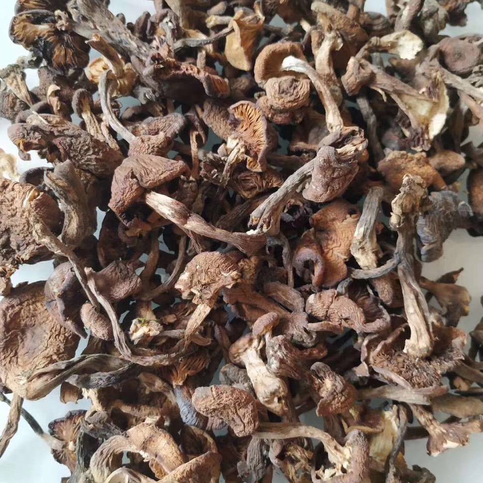 东北野生榛蘑干货去根小鸡炖蘑菇山蘑菇新货榛蘑产地批发