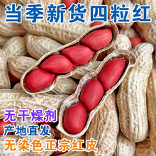 2024新货红皮花生带壳晒干生的农家种子新鲜四粒红衣熟花生花生米