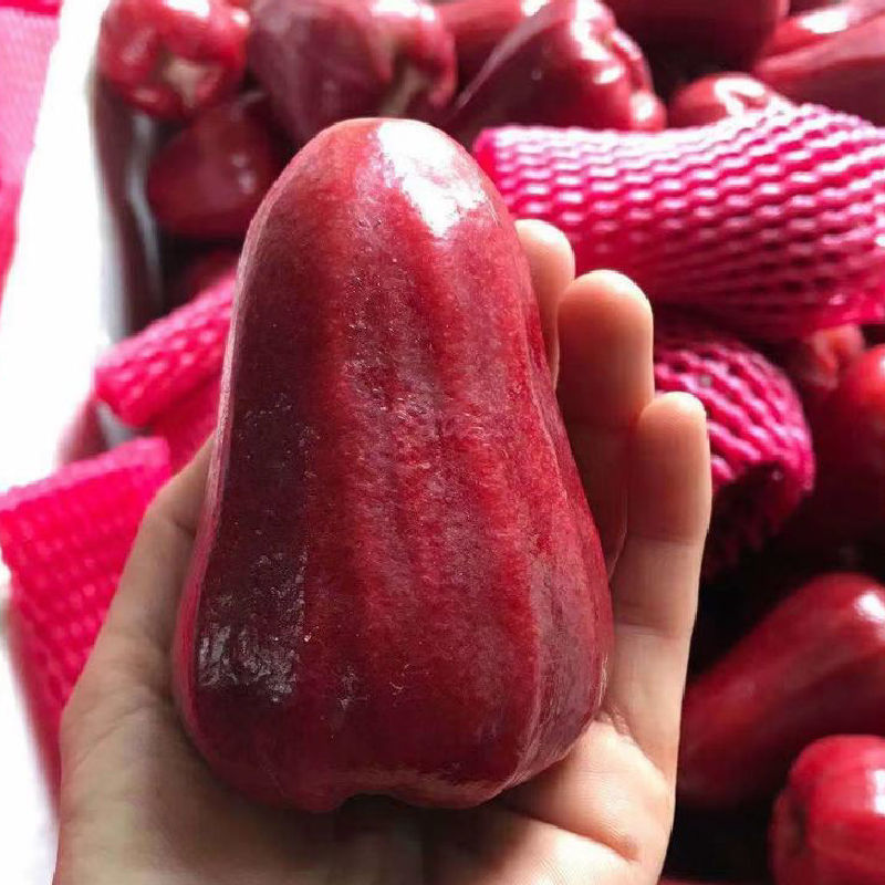 海南三亚黑金刚莲雾新鲜应季 水果5斤装优选精品大果现摘果园直发