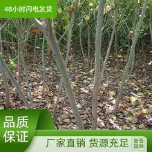 枫杨树苗基地乔木树苗绿化苗圃枫柳皮量大折扣优燕柳小苗惠形态好