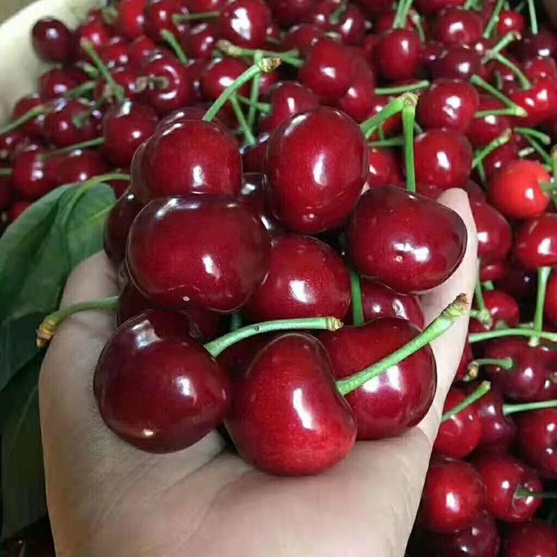 新鲜水果应季批发山东烟台美早大樱桃车厘子2/3/5斤
