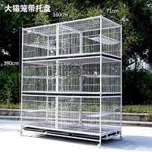 甘肃天水高飞鸽子,一鸽一价看上私聊_阿里巴巴找货神器