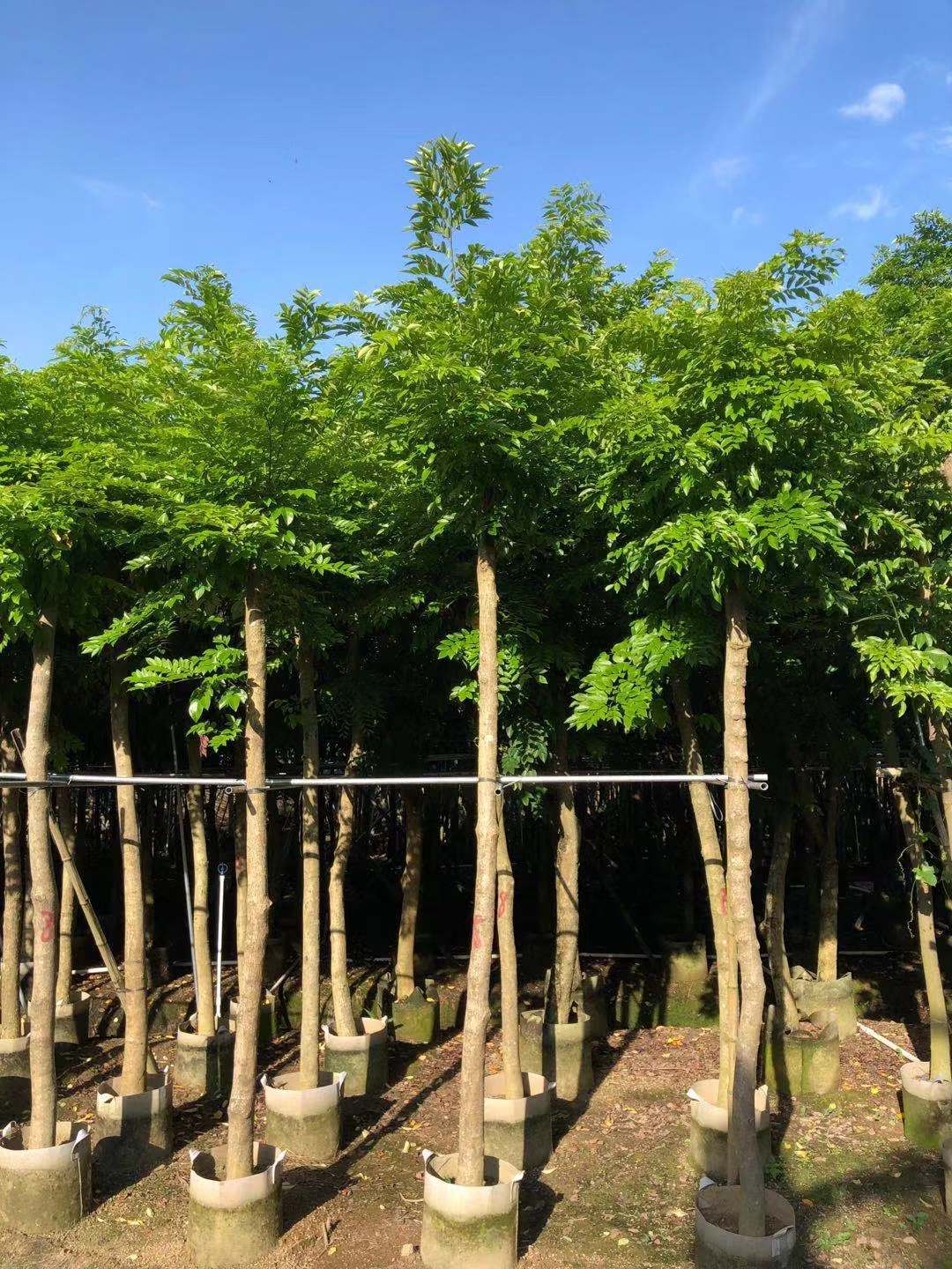 广东基地供应海南黄花梨树 海南黄花梨苗木降香黄檀4-5-6-7-8公分