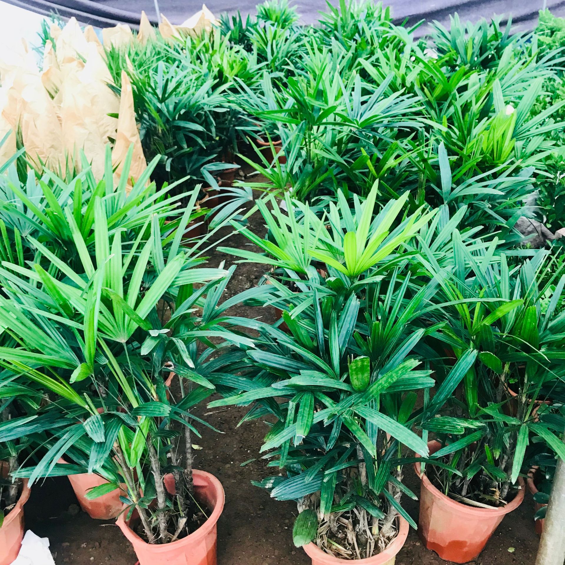 大棚销售室内盆栽 棕竹客厅办公室观叶绿植金山棕耐旱耐旱植物