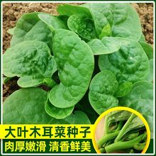 大叶木耳菜种子 春夏秋季阳台盆栽菜种 豆腐菜种籽农家野菜种子