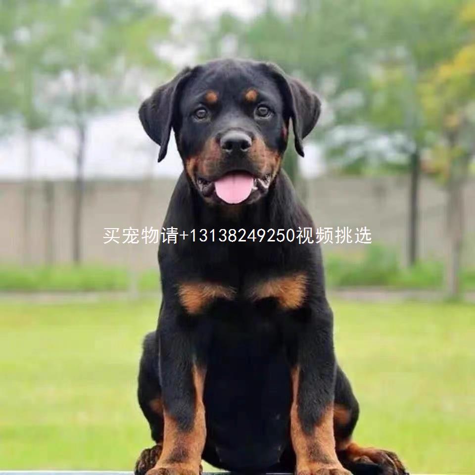 纯种罗威纳幼犬活体大型犬看家犬高智商犬小狗好养的宠物狗狗活物
