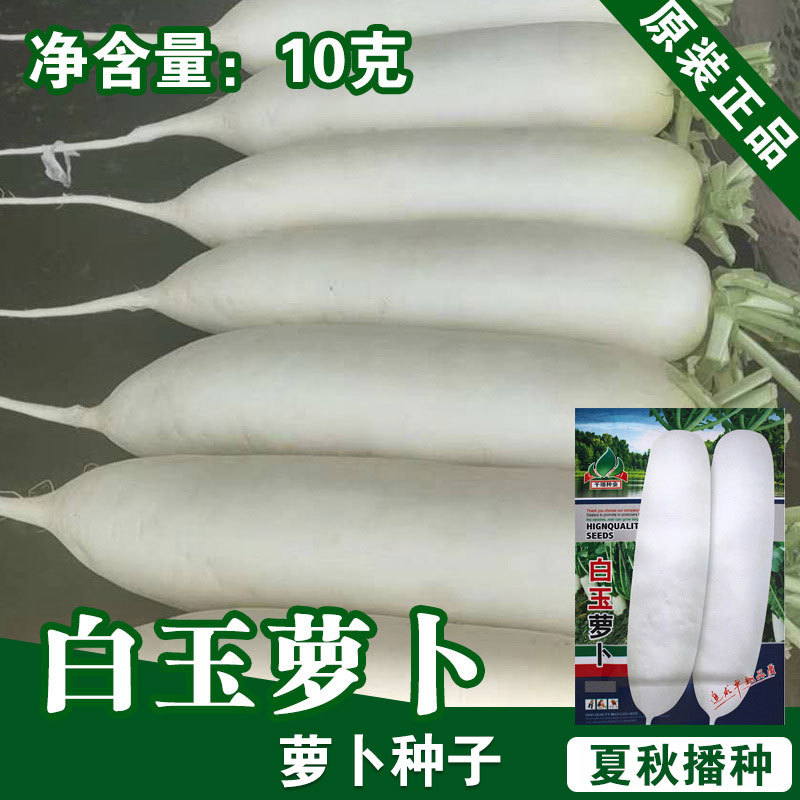 萝卜种子萝卜籽白萝卜籽蔬菜种子批发菜种菜籽种子公司四季-阿里巴巴