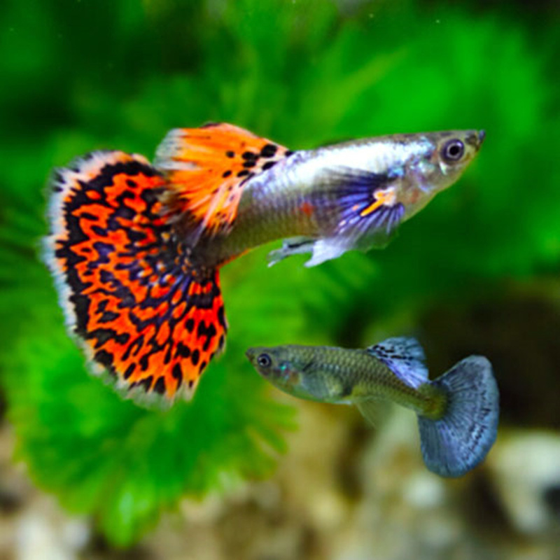 大孔雀鱼