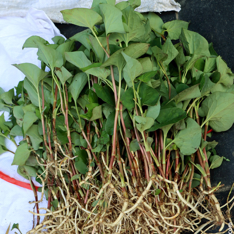 500克野生鱼腥草干条新鲜农家自晒折耳根泡水狗贴耳鱼心草鱼星草