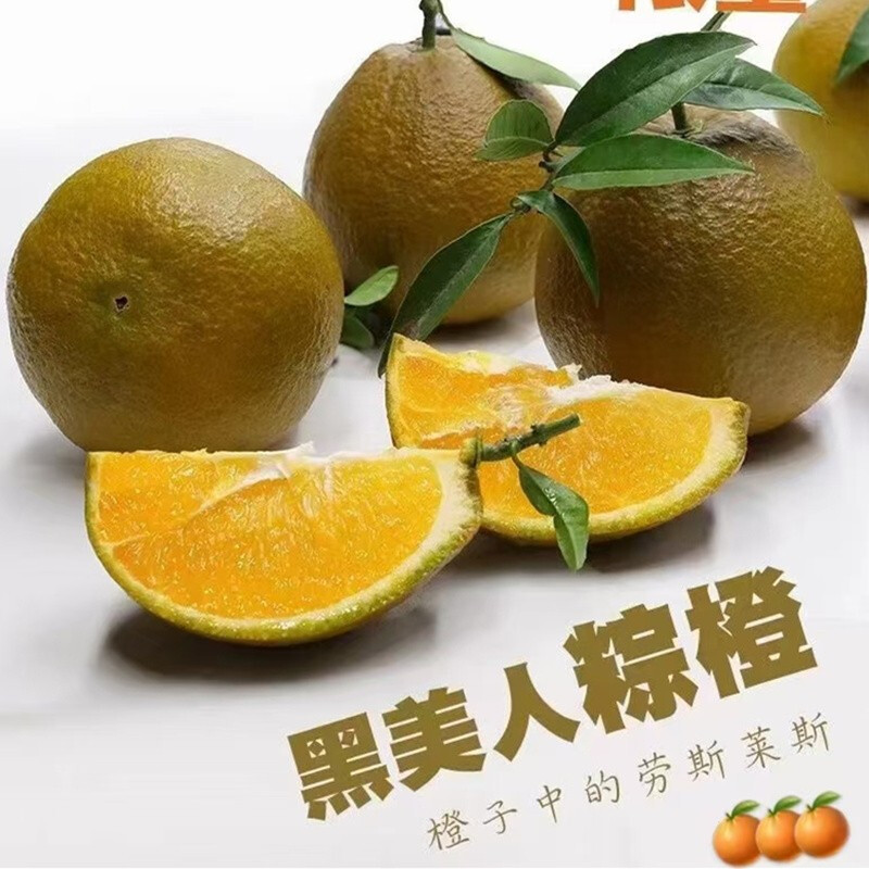 湖北秭归黑美人棕橙巧克力橙子新鲜水果伦晚橙棕色脐橙新品种水果