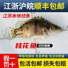 江苏本地正宗桂鱼苗鳜鱼苗桂花鱼苗淡水养殖食用翘嘴食肉鱼苗批发