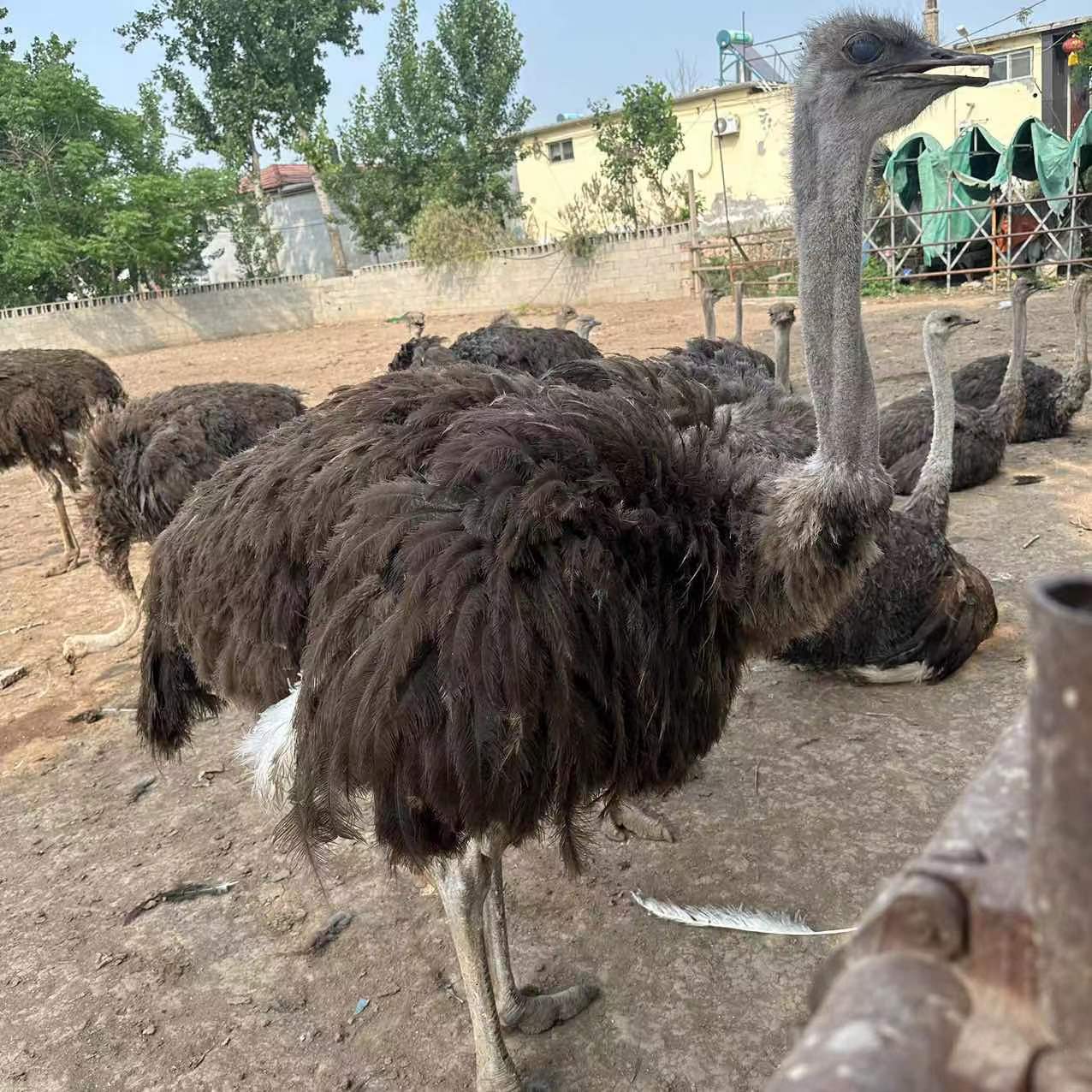 出售鸵鸟活体幼苗幼崽 一对非洲种鸵鸟 可下蛋鸵鸟繁殖幼鸟鸵鸟苗