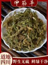 野生伸筋草中药材 正品舒筋草  另售远志益智仁 100/250500g 包邮