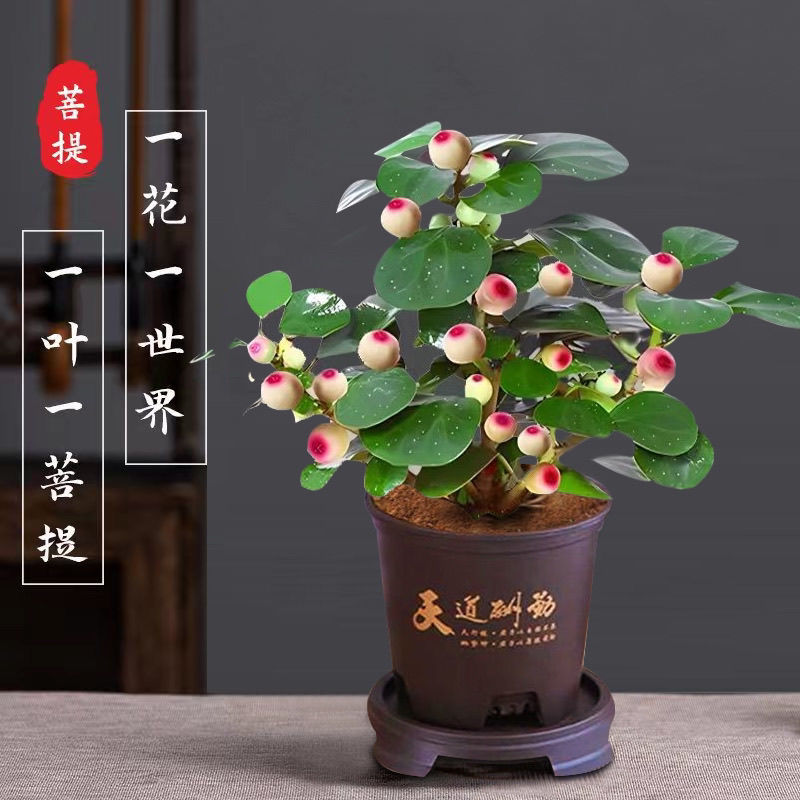 小盼菩提树带果盆景盆栽植物室内小叶菩提禅意摆件办公室桌面茶桌